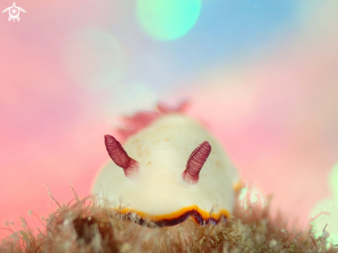 A Nudibranch