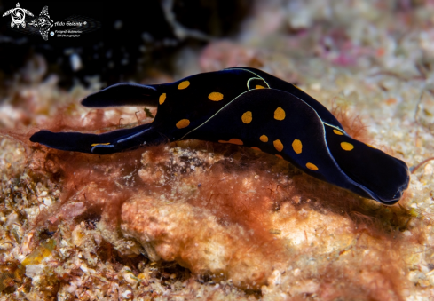 A Headshield Sea Slug