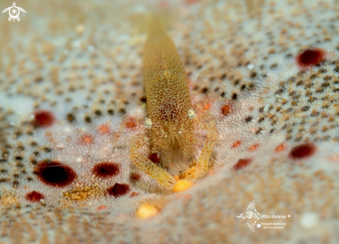 A Starfish Shrimp