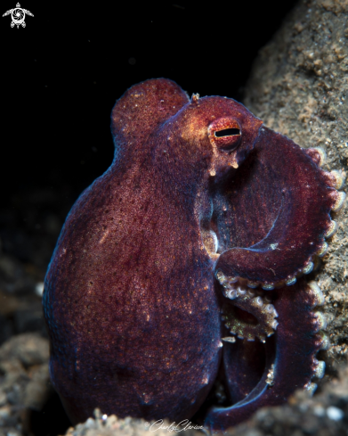 A Coconut Octopus