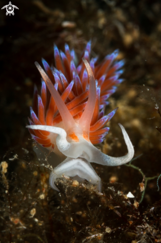 A Cratena peregrina nudibranch | Cratena peregrina nudibranch