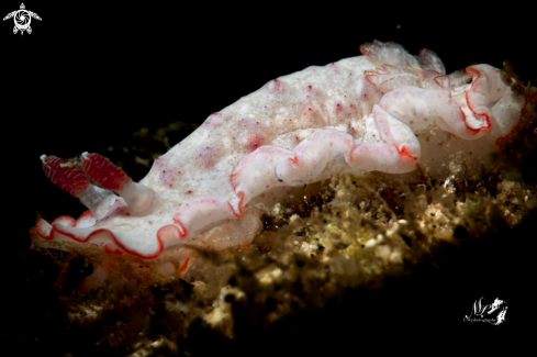 A Caribbean Spanish Dancer