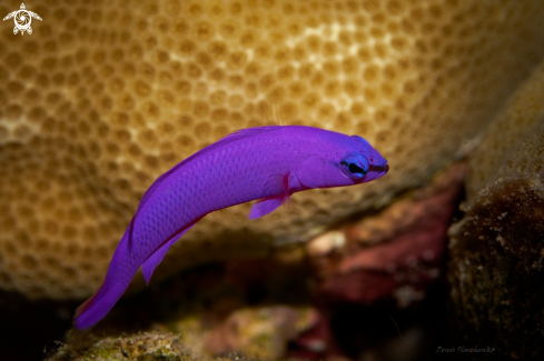 A Pseudochromis fridmani | FISH