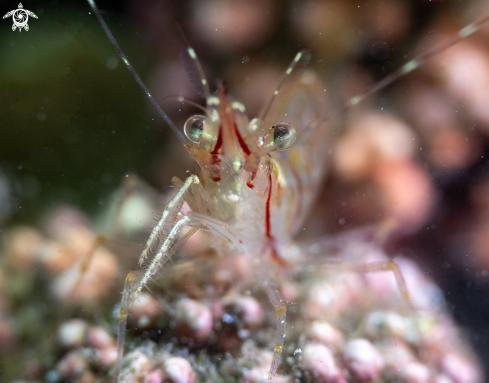 A Rockpool shrimp