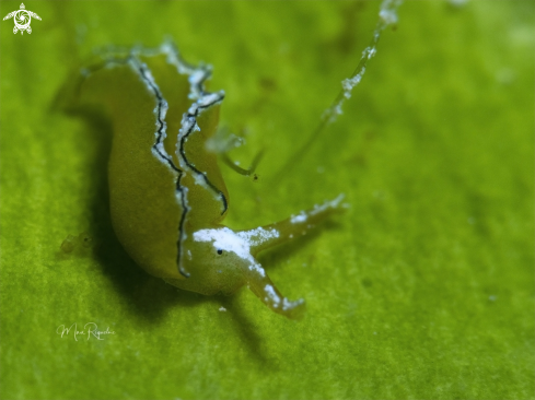 A Elysia subornata