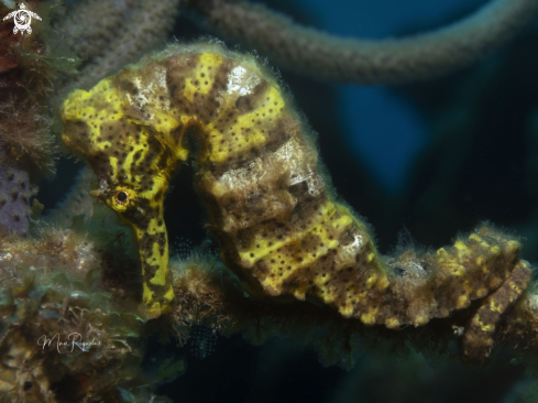 A Hippocampus reidi | Longsnout Seahorse