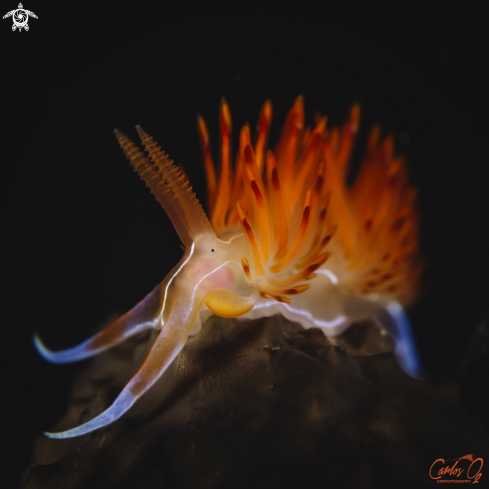 A Nudibranch