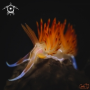 A Nudibranch