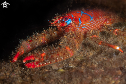 A Squat lobster