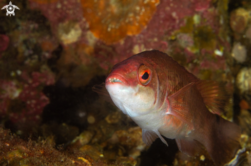 A Goldsinny wrasse