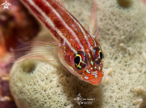 A Tropical Striped Triplefin