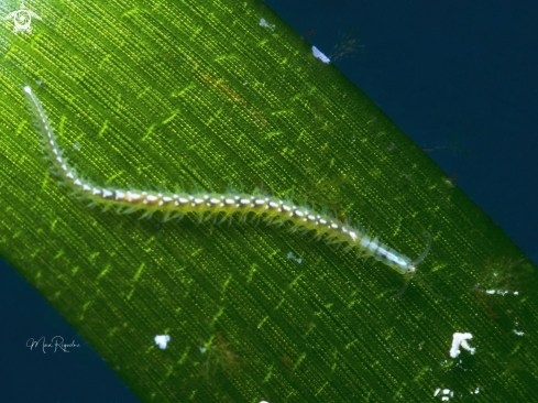 A Polychaeta worm