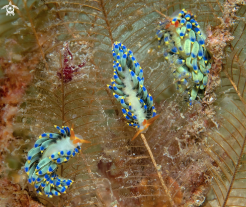 A Trinchesia Seaslug