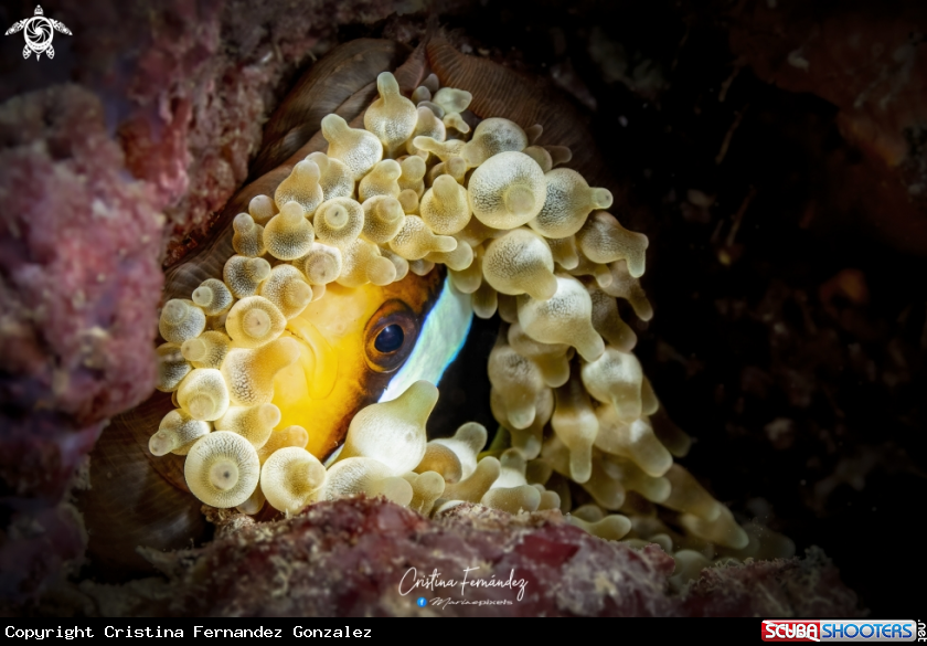 A  Clark's anemonefish - Clownfish