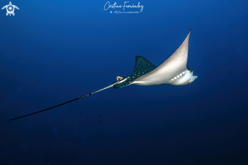 A Aetobatus ocellatus | Eagle ray