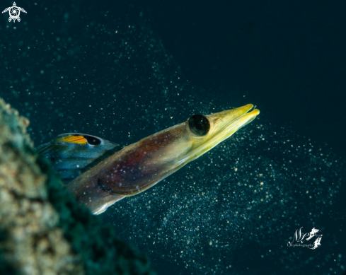 A Pikeblenny 