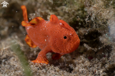 A Painted frogfish