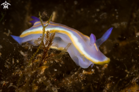 A Felimida Khroni nudibranch