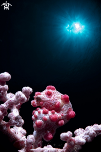 A Hippocampus Bargibanti | Pygmy Seahorse