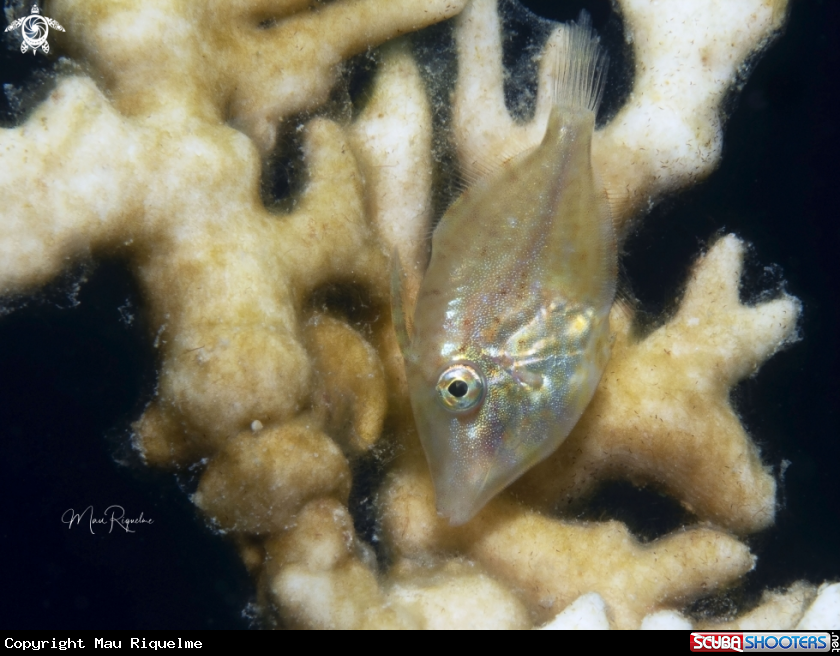 A Juvenile Filefish