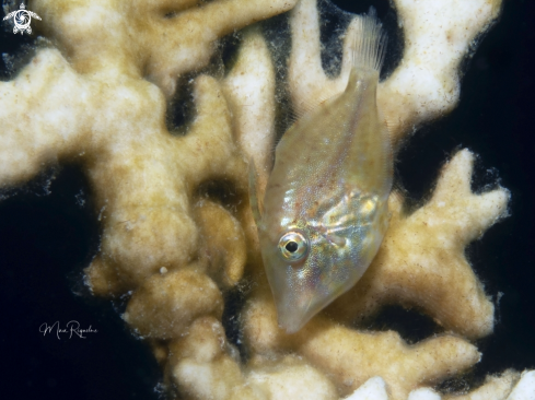 A Juvenile Filefish