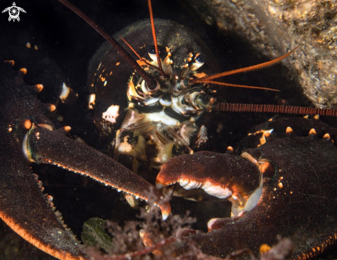 A European lobster