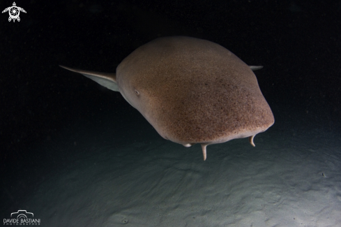 A Nebrius Ferrugineus | Nurse Shark