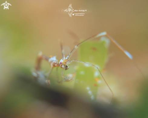 A Skeleton Shrimp