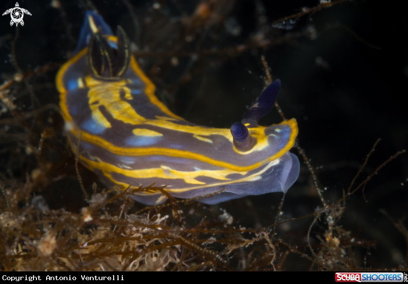 A Felimare nudibranch