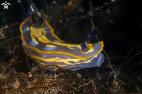 A Felimare fontandraui nudibranch | Felimare nudibranch