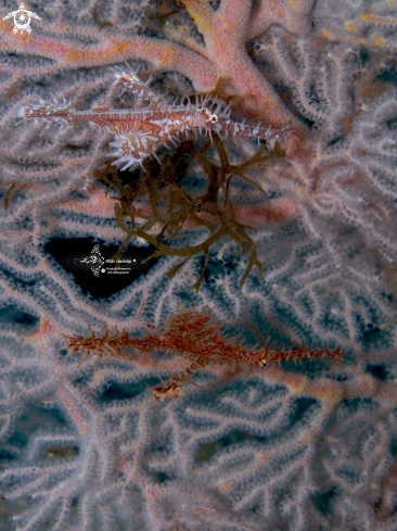 A Ghost Pipe Fish