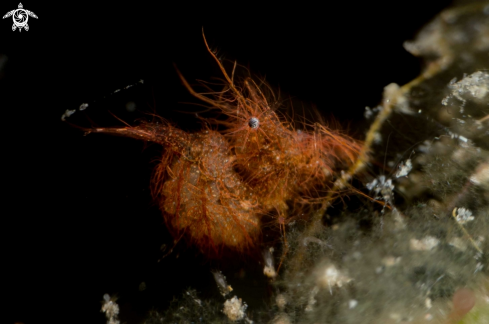 A Hairy shrimp