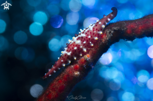 A Soft Coral Cowrie