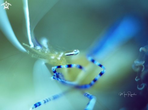 A Ancylomenes pedersoni) | Pederson Cleaner Shrimp