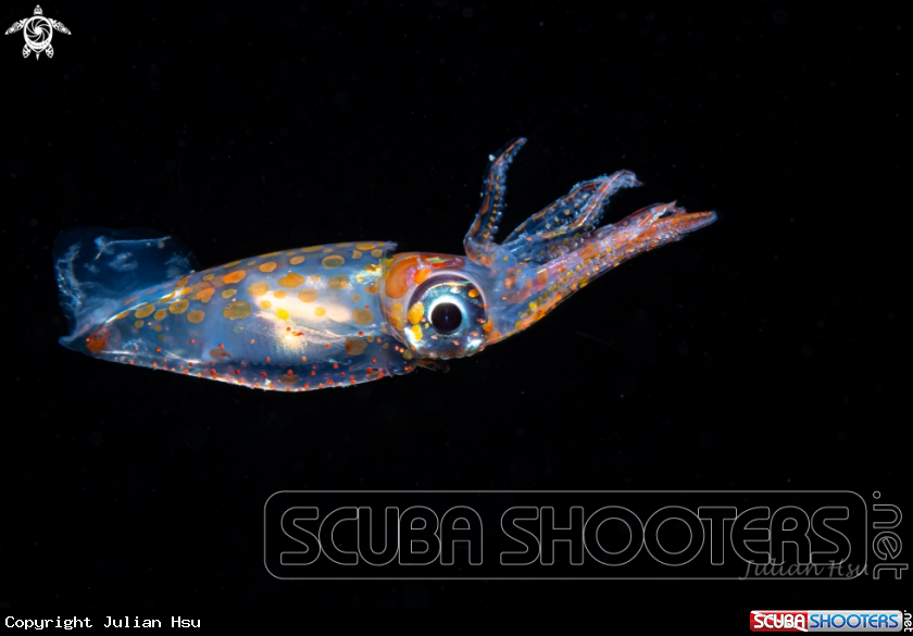 A Juvenile squid
