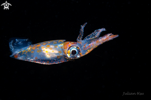 A Enoploteuthidae | Juvenile squid