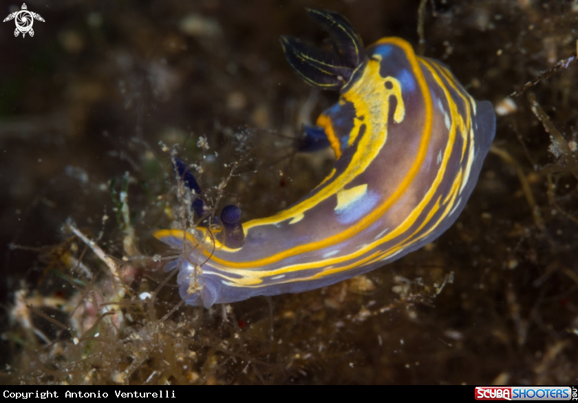 A Felimare nudibranch