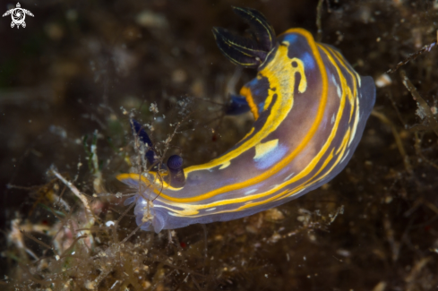 A Felimare nudibranch