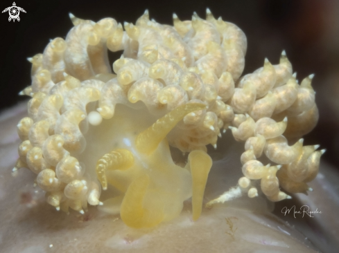 A Pauleo jubatus | White-Speckled Nudibranch
