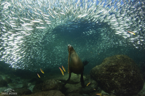 A Sea Lion