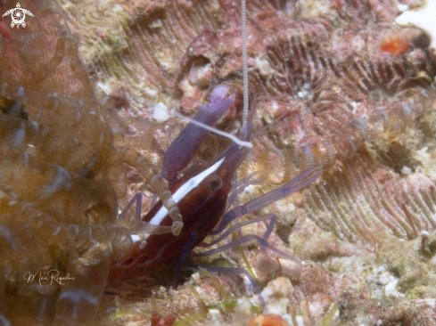 A Alpheus immaculatus | Spotless Snapping Shrimp
