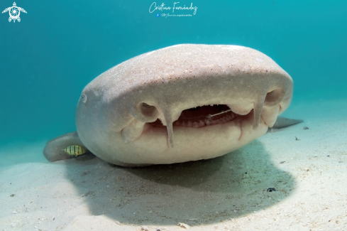 A Nebrius ferrugineus  | Nurse shark