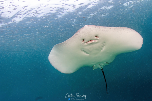 A Whiptail Stingray 