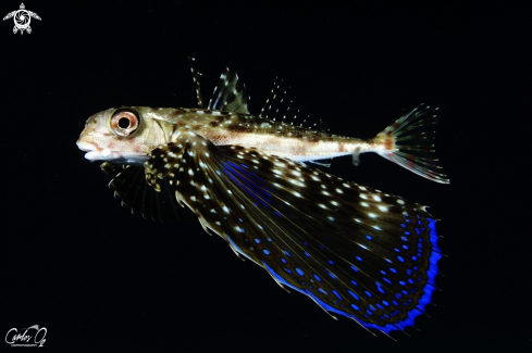 A Dactylopterus volitans | Flying gurnard 