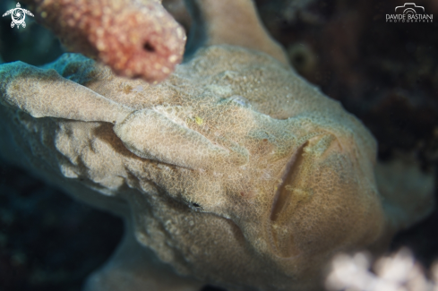 A Frog Fish