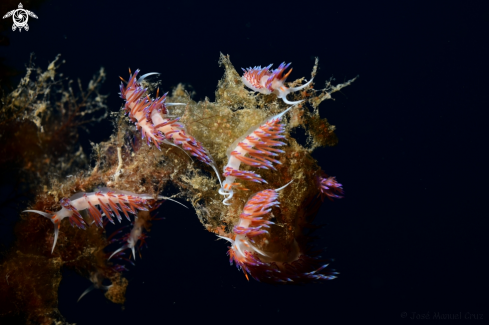 A Nudibranch