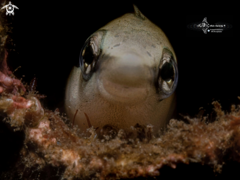 A Mimic Blenny - False Cleaner Fish