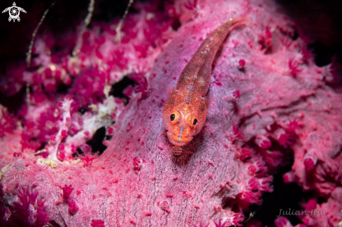 A Ghostgoby