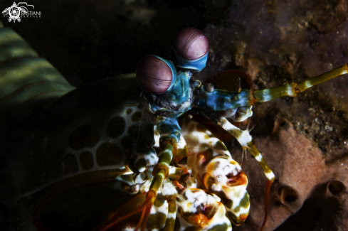 A Peacock Mantis Shrimp