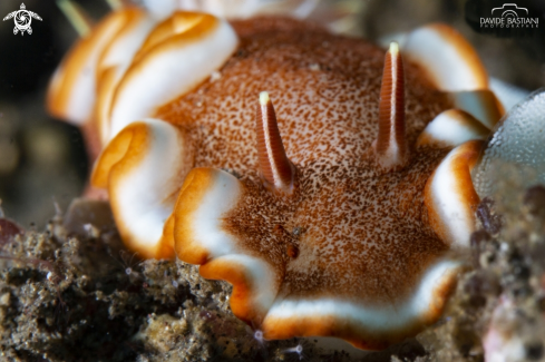 A Nudibranch 